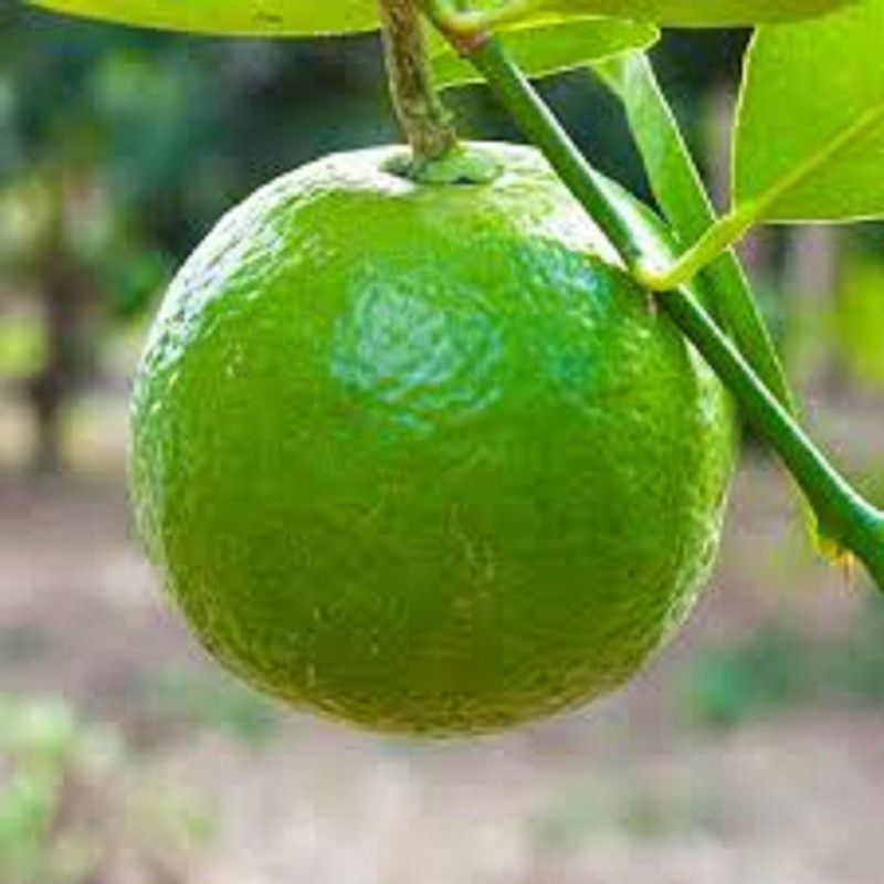 EliteGreen Sweet Lemon Plant  (Hybrid, Pack of 1)