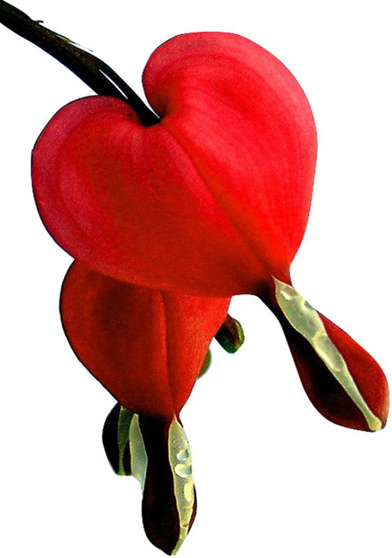 Futaba Dicentra Spectabilis Heart Shaped Flower-Deep Red - 100 Pcs Seed  (100 per packet)