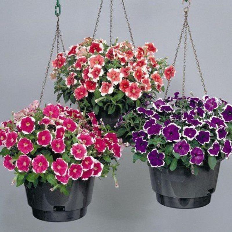 CYBEXIS Petunia-Rose Of Heavens Pink Seeds Flower Seeds Seed  (50 per packet)