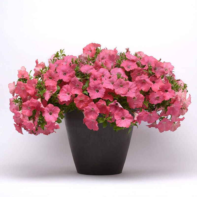CYBEXIS Coral Reef Easy Wave Petunia Flower Seeds Seed  (50 per packet)