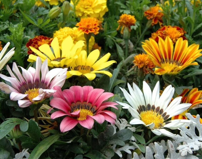 CYBEXIS Mix Seeds - Gazania rigens Seed  (1 g)