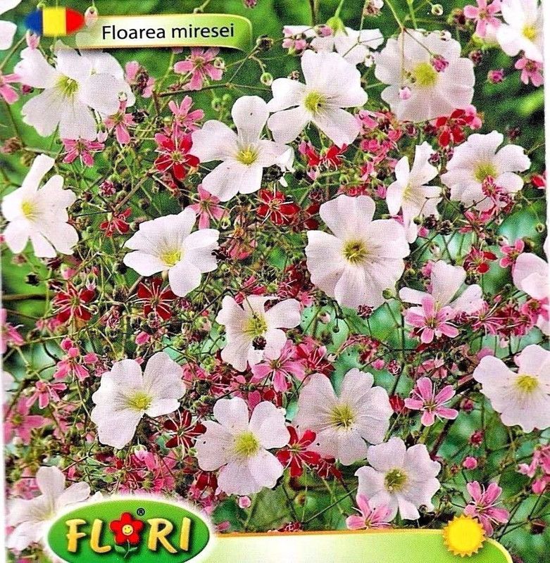 CYBEXIS GYPSOPHILA ELEGANS HIGH Quality Flower Seeds Seed  (50 per packet)