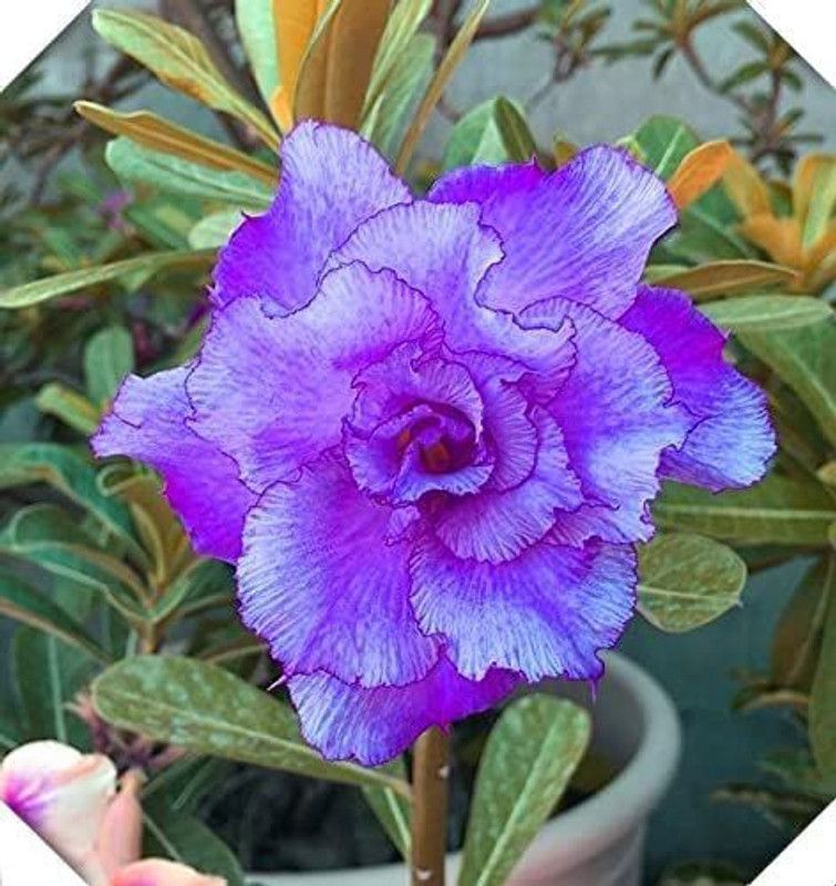 VibeX VXI-556 Mixed Adenium Desert Rose Seeds Seed  (30 per packet)