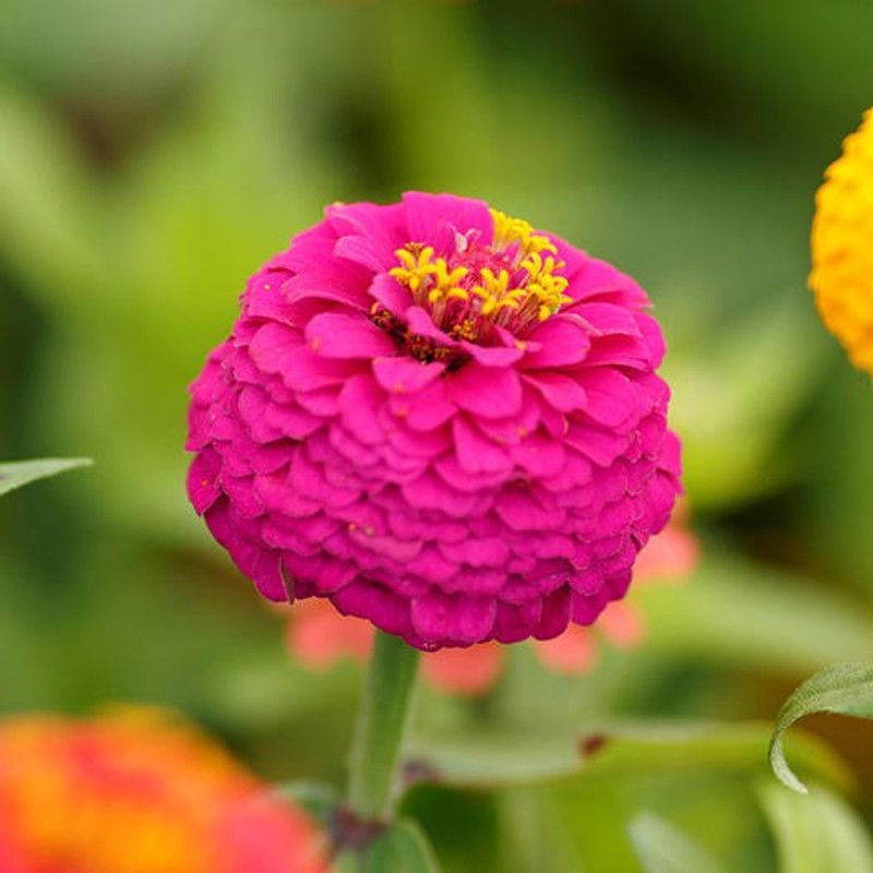 XOLDA Zinnia Mix flower Seed  (18 per packet)