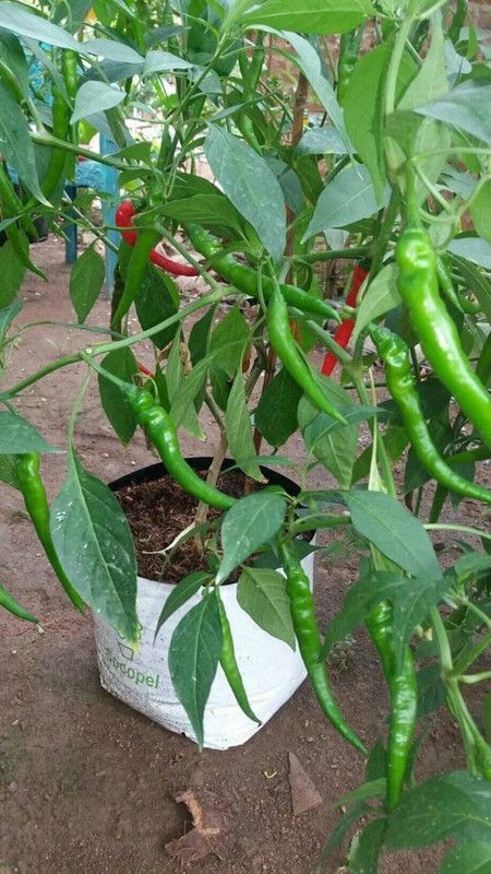 granthi Green long Variety Green Chilli Seed  (300 per packet)