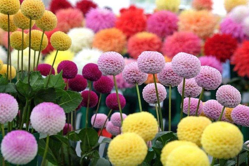 CYBEXIS Dahlia Pom Pom Seeds for Planting Seed  (50 per packet)