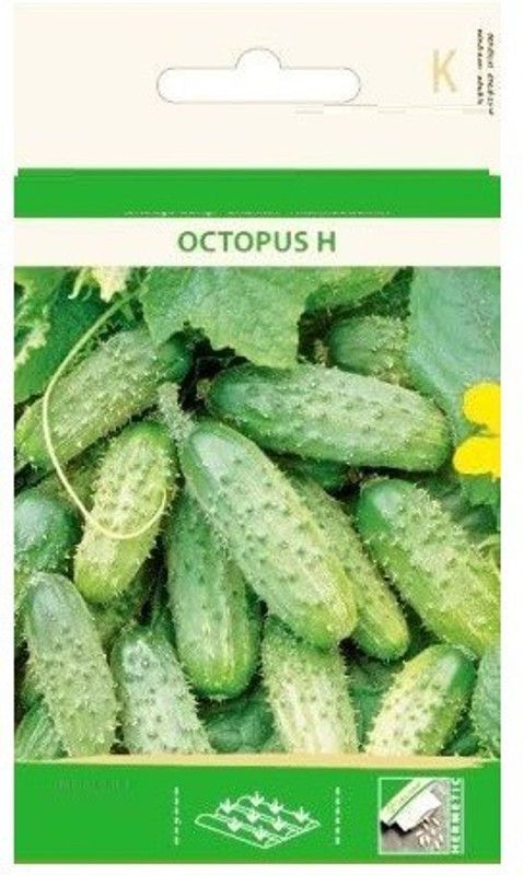 Qualtivate ™ Cucumber Gherkin OCTOPUS H Seeds Seed  (500 per packet)