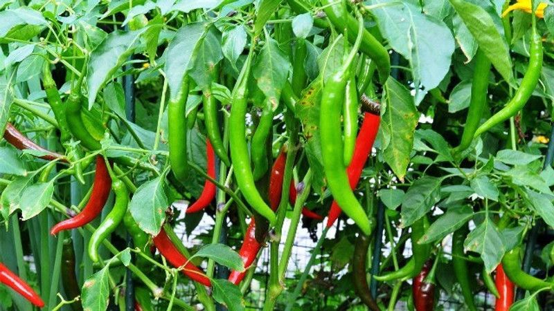 PLANTZON Green Chilli Seed  (34 per packet)