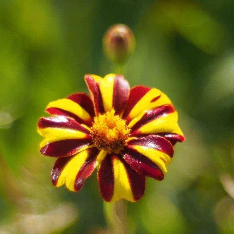 WILLVINE Marigold Majestic Seeds Seed  (500 per packet)