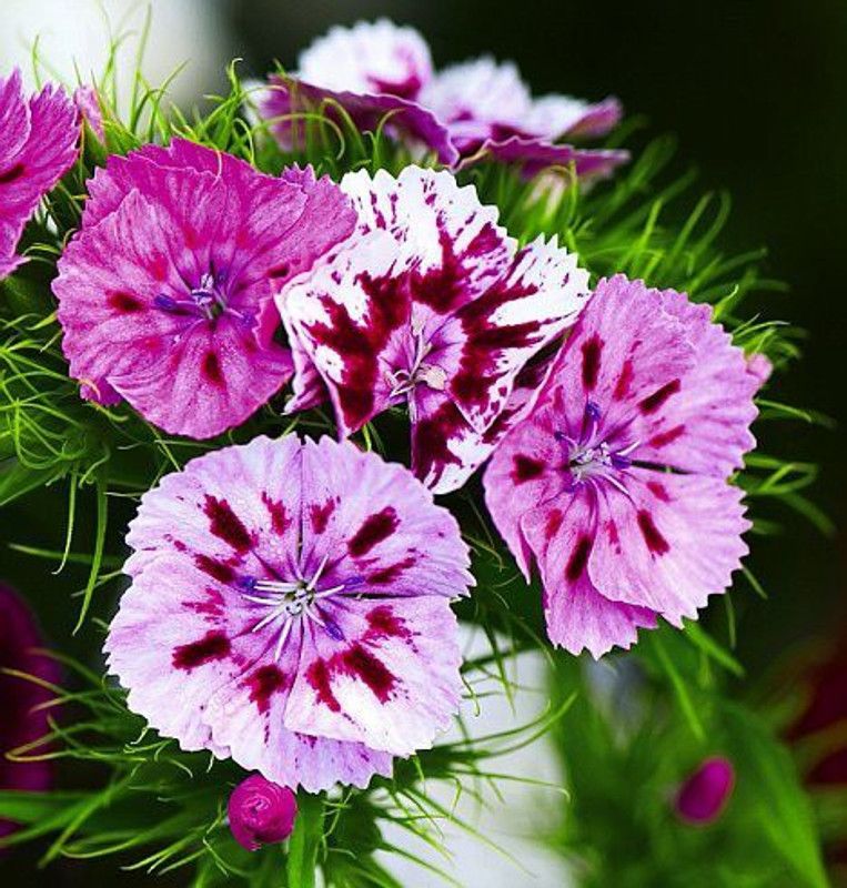 Paudha Sweet William Seed  (49 per packet)