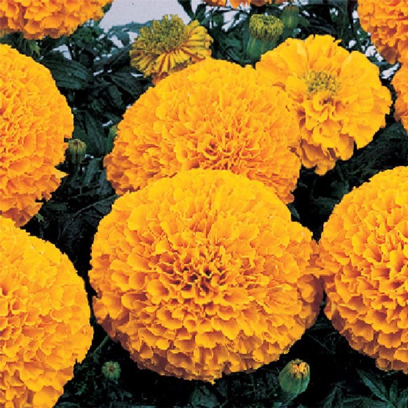 Paudha Marigold Inca Orange Seed  (36 per packet)