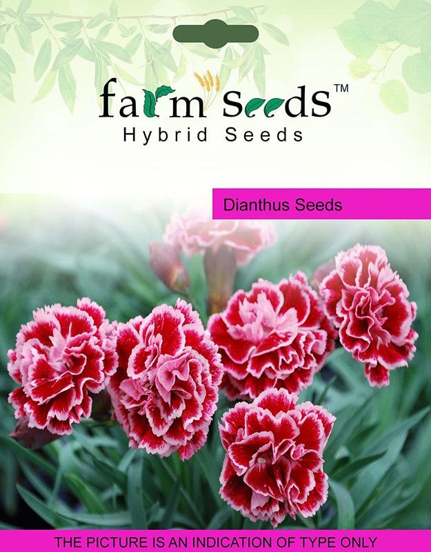 CYBEXIS FARM SEEDS Dianthus Seed  (1 g)
