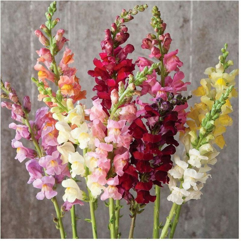 CYBEXIS ANTIRRHINUM Tom Thumb Dwarf Mix seeds Seed  (50 per packet)