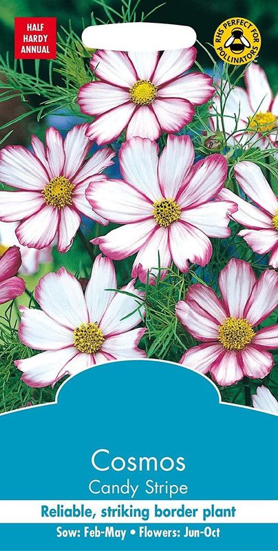 CYBEXIS Flower - Cosmos Candy Stripe Seed  (1 g)