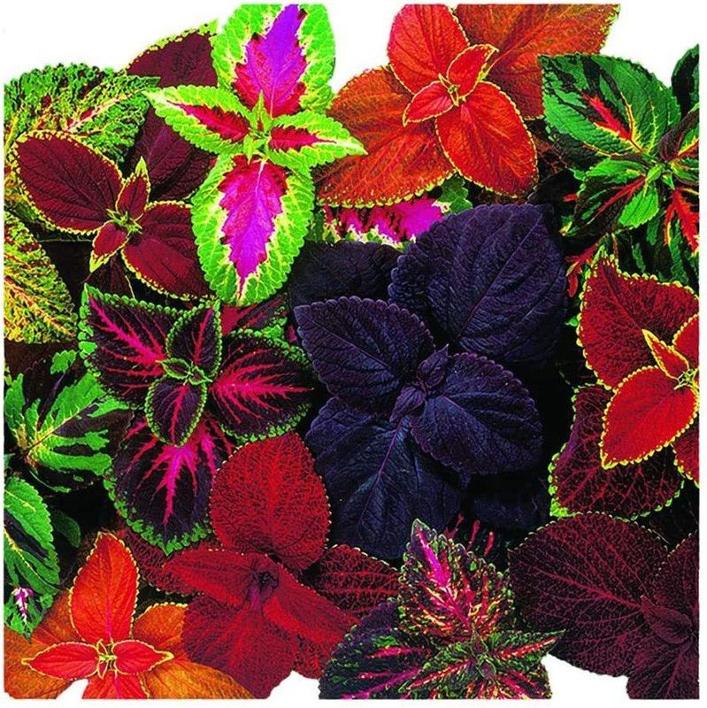 XOLDA Coleus Rainbow Mix Seed  (24 per packet)