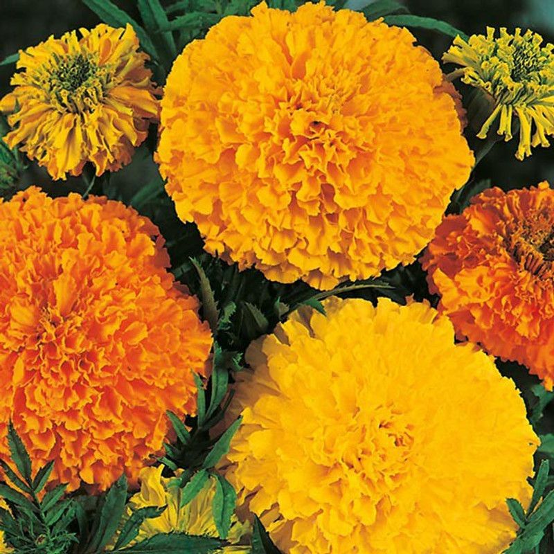 Axote Marigold African Mix Seed  (10 per packet)