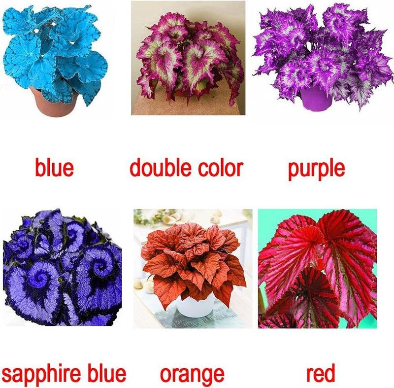 CYBEXIS Begonia Flower (Blue)(Double Color)(Purple)(Sapphire Blue) Seed  (25 per packet)