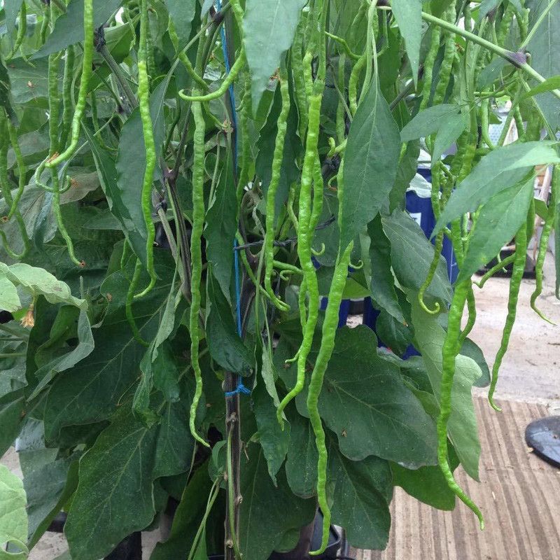 Qualtivate ® Chilli seeds Thunder Mountain Longhorn Cayenne Heirloom Pepper Seed  (60 per packet)