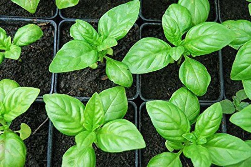 Dream mall Basil Plant  (Hybrid, Pack of 83)