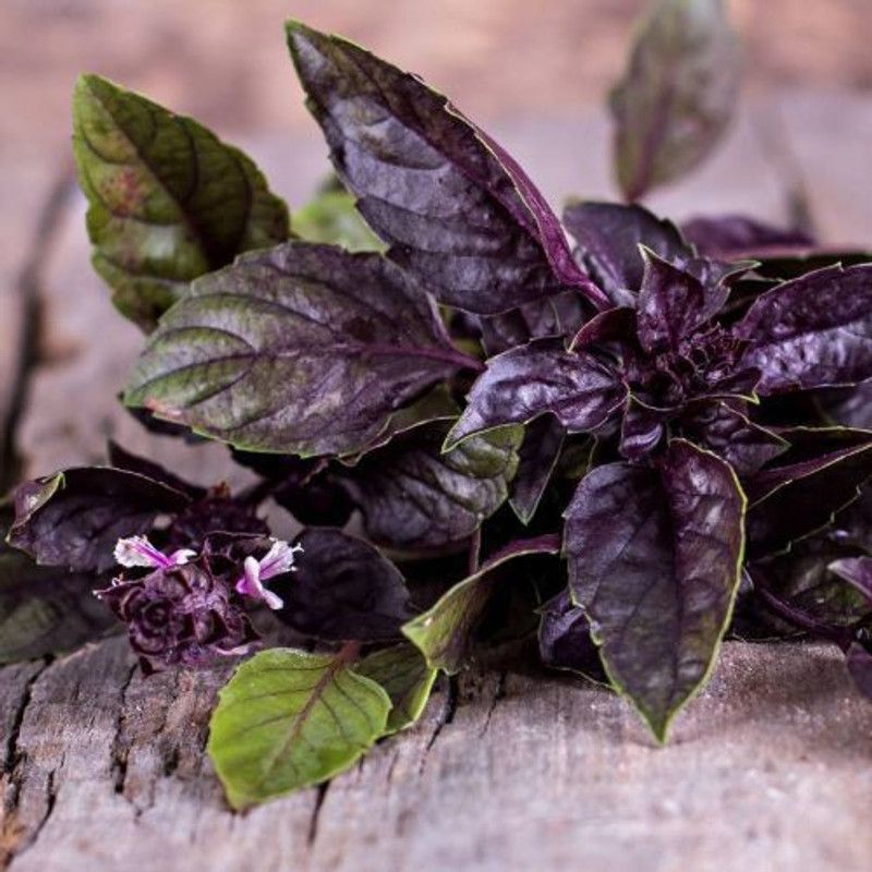 Nodoc Basil purple herbs Seed  (50 per packet)