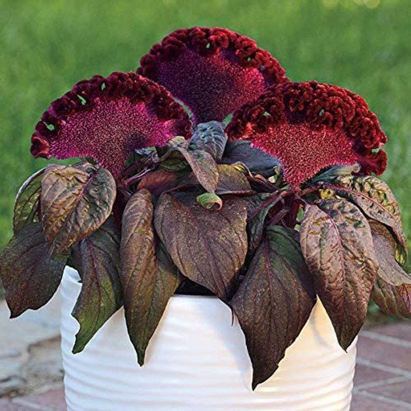 CYBEXIS Celosia Dracula Flower Seeds Seed  (50 per packet)