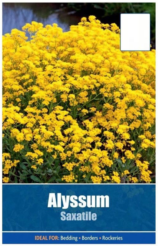 CYBEXIS Alyssum Saxatile Seeds Seed  (1 g)