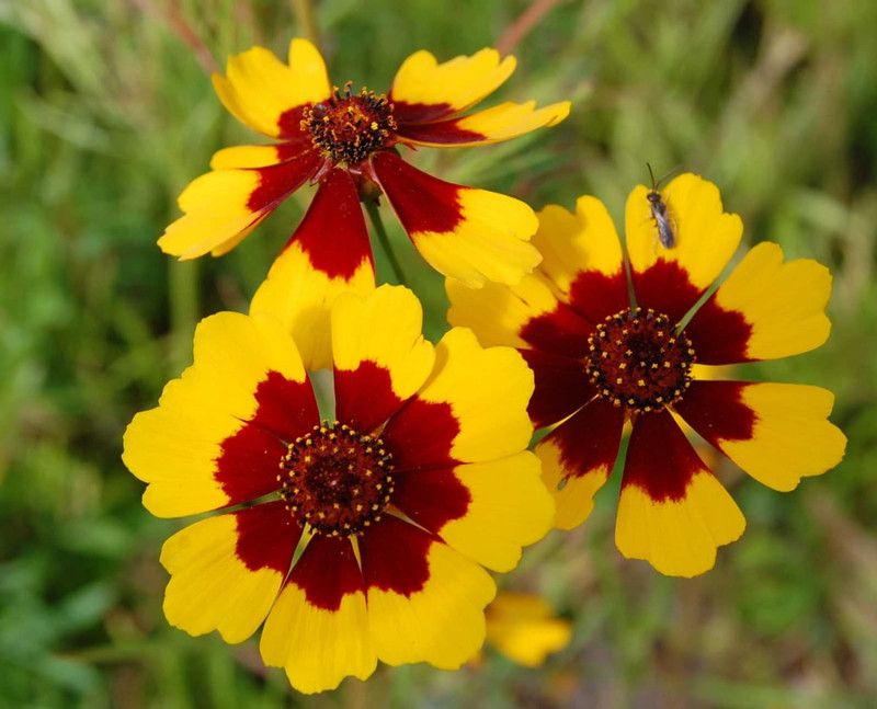 XOLDA Exotic coreopsis Seed  (45 per packet)