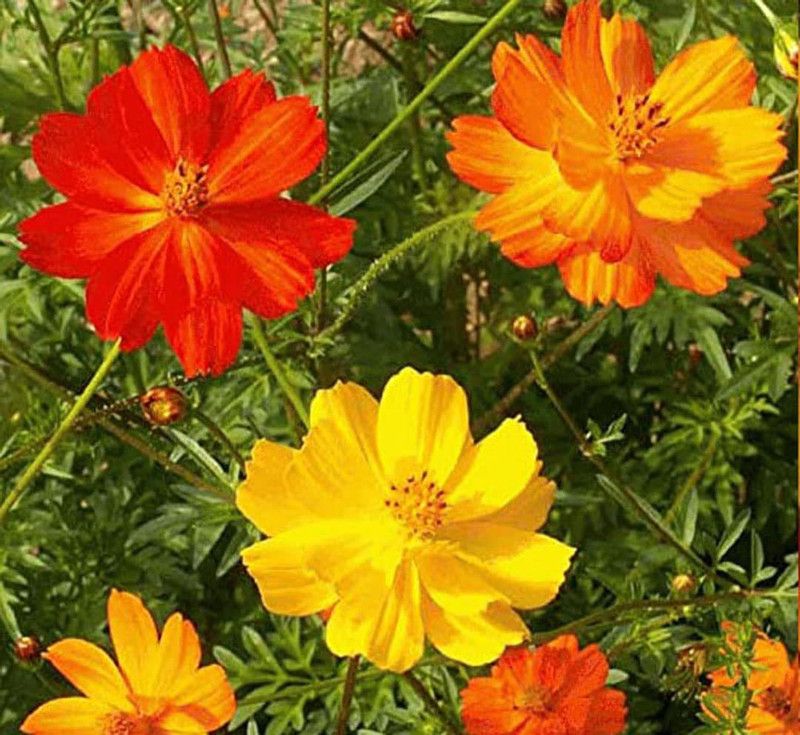 KANAYA Cosmos Orange Seeds Seed  (44 per packet)