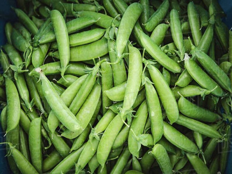 XOLDA Green peas Seed  (21 per packet)