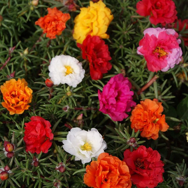XOVO Exotic Portulaca Mixed Flower Seed  (55 per packet)