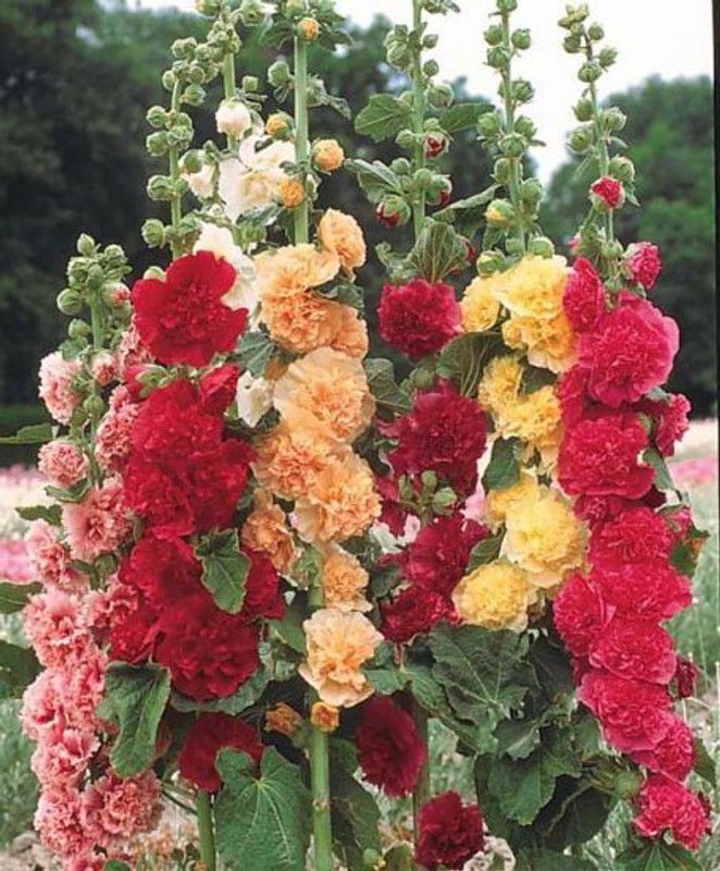 Mozette Exotic holly hock Seed  (45 per packet)