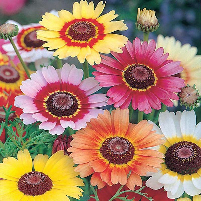 Paudha Chrysanthamum Mix/Chamanti Seed  (53 per packet)
