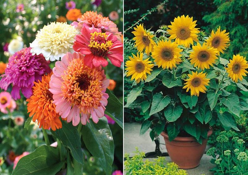 Axote Zinnia Scabiosa Mixed (Hybrid) and Sunflower Miniature Seed  (100 per packet)