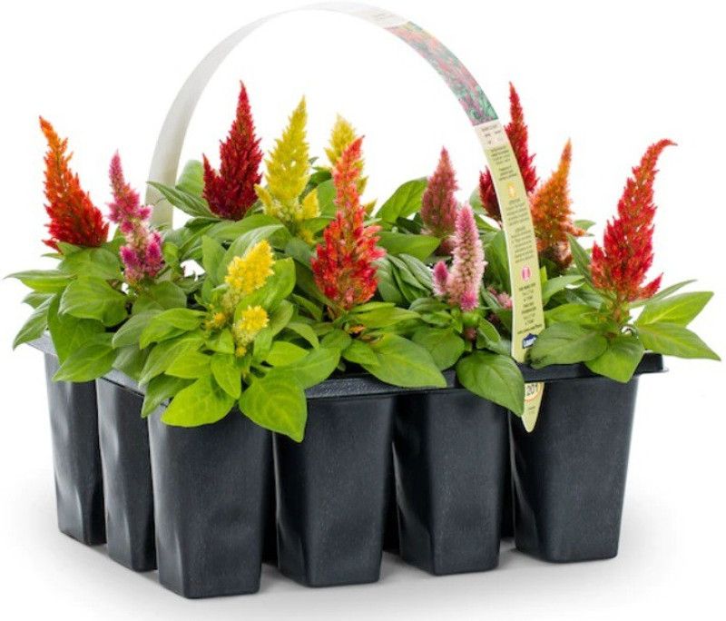 ZIXA Multicolor Celosia Seed  (80 per packet)