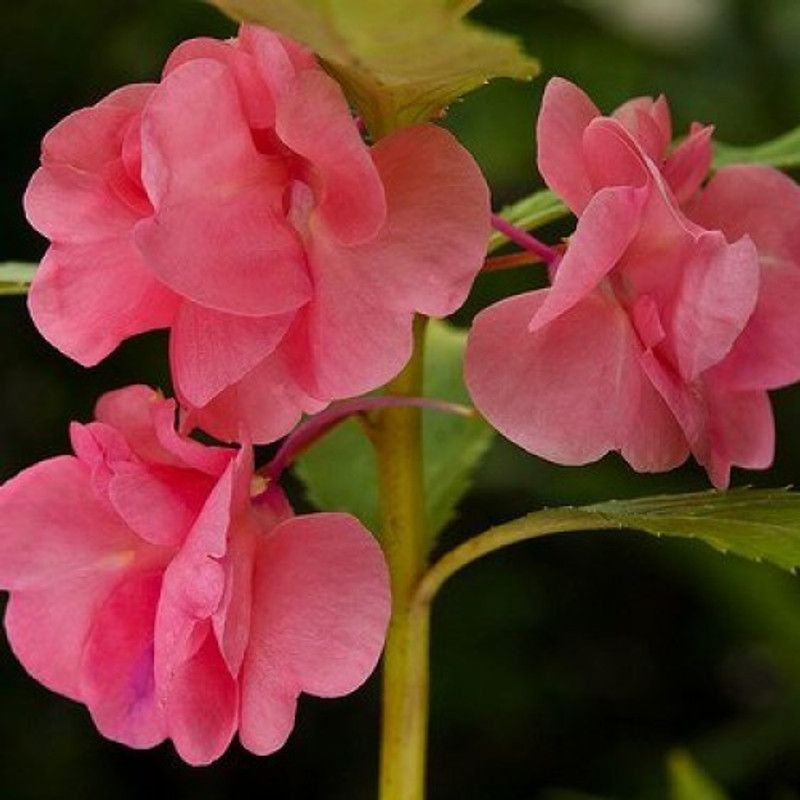 Paudha Balsam Seed  (30 per packet)