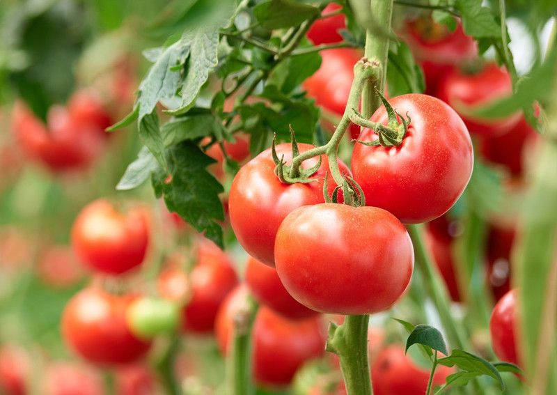Organic Galaxy VNR Fresh Tamato Vegetable Hybrid Seed  (2000 per packet)