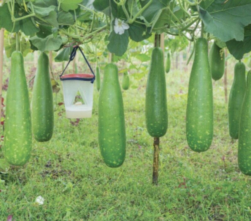 UGRA Bangladeshi Hazari Hybrid Long Bottle Seed  (400 per packet)