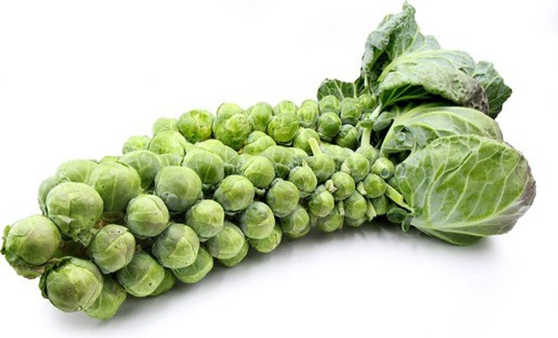 Nodoc Brussel sprouts Seed  (20 per packet)