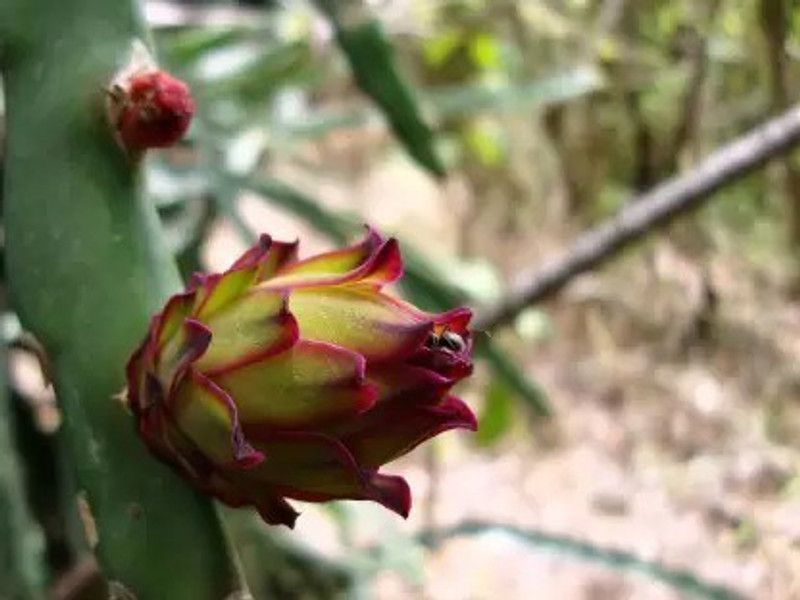 MAA Dragon Fruit, Pitaya Seed  (50 per packet)