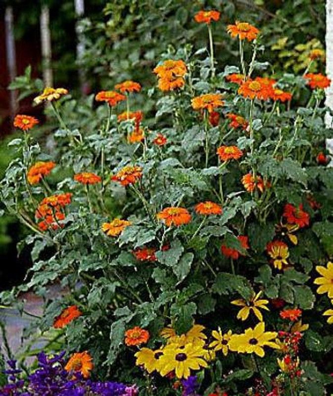 XOLDA Tithonia Seed  (36 per packet)