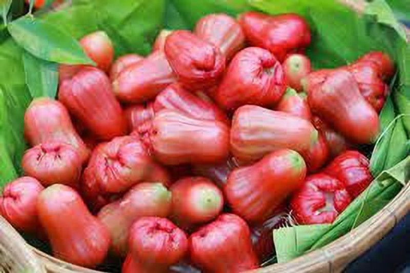 Platone Jamun Plant  (Hybrid, Pack of 1)