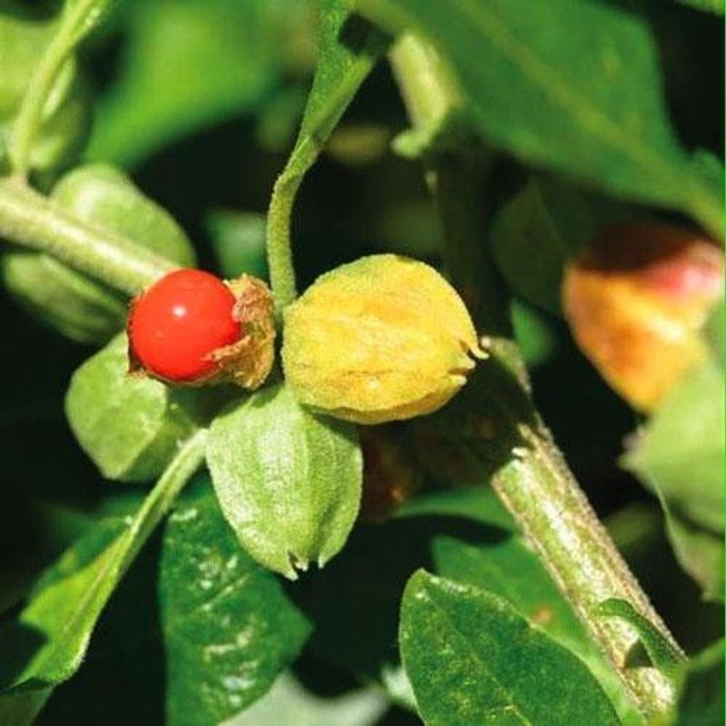 Paudha Organic Ashwagandha Herb Seed  (15 per packet)