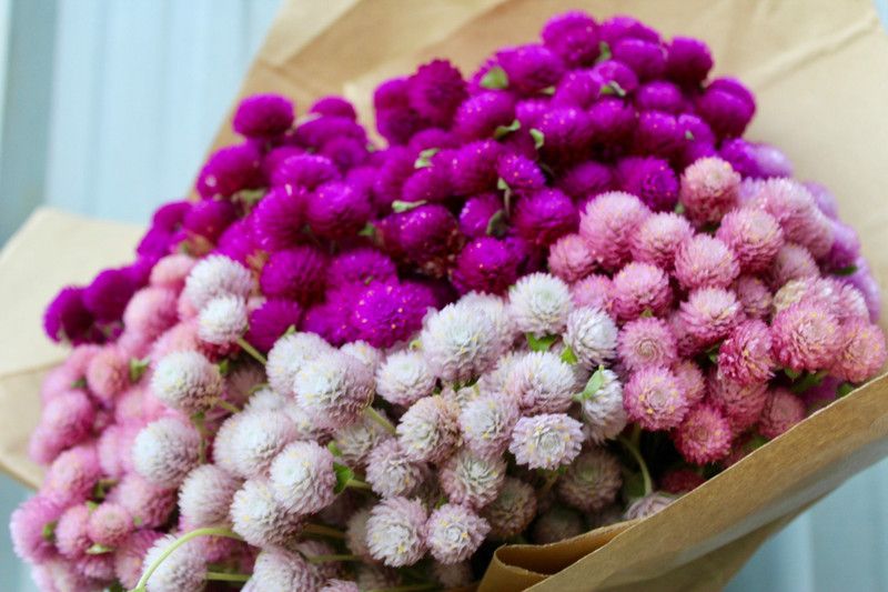 Mozette Exotic gomphrena Seed  (37 per packet)