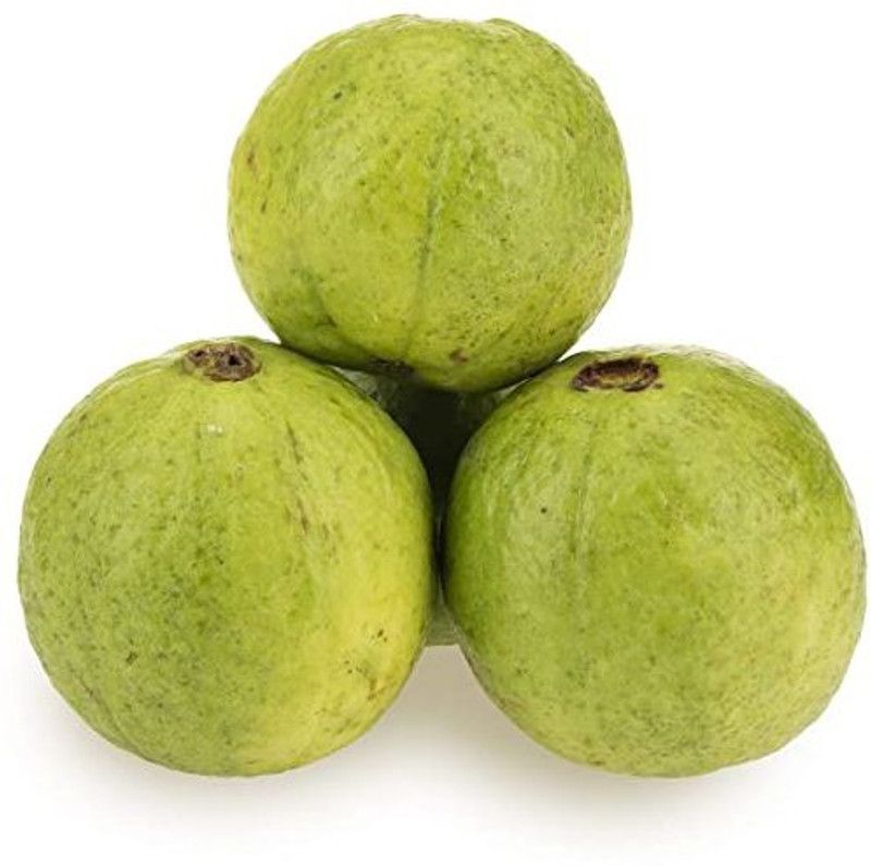 XOVO Guava Amrood Seed  (50 per packet)