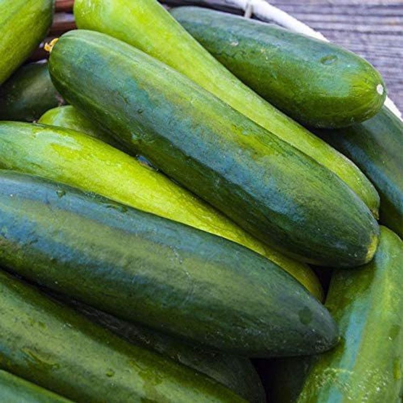 WHYGI Organic Cucumber Paraiso F1, Vigorous and Delicious Seeds-CuC_1329 Seed  (300 per packet)