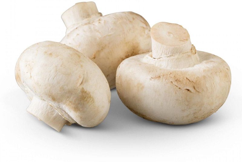 PLANTZON Mushroom Seed  (41 per packet)