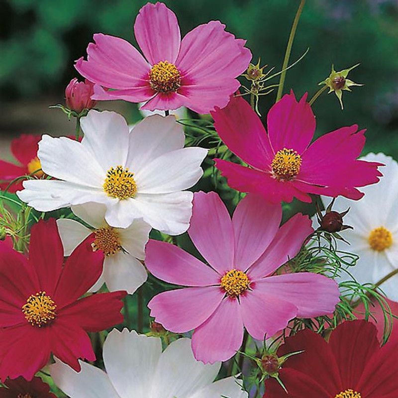 Paudha Cosmos Hybrid Flower Seed  (47 per packet)