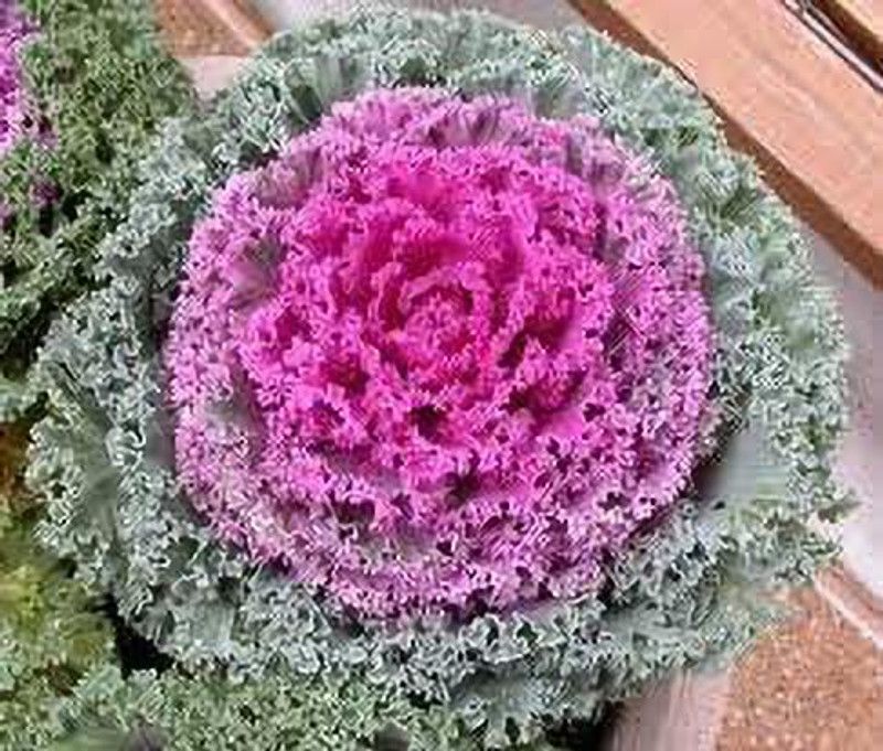 KANAYA Ornamental Kale Seed  (78 per packet)