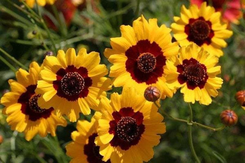 Paudha Coreopsis Flower Seed  (25 per packet)