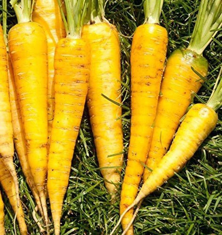 CYBEXIS KGF -20 - Yellowstone Carrot - (250 Seeds) Seed  (250 per packet)